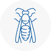 Brymbo Wasp Nest Removal